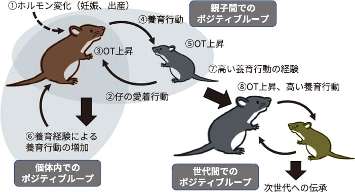 図１　マウスにおけるオキシトシンと愛着行動，養育行動の3つのポジティブループ