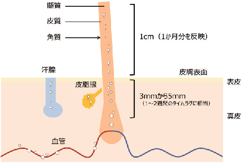 図3　毛髪に含まれるコルチゾール（井澤・三木, 2017）：血中のコルチゾール（白い○で表現）は毛髪が形成される際に毛幹の中心部（髄質）に受動的に拡散すると考えられている。