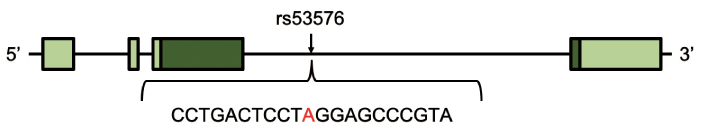 図1 オキシトシン受容体遺伝子の構造