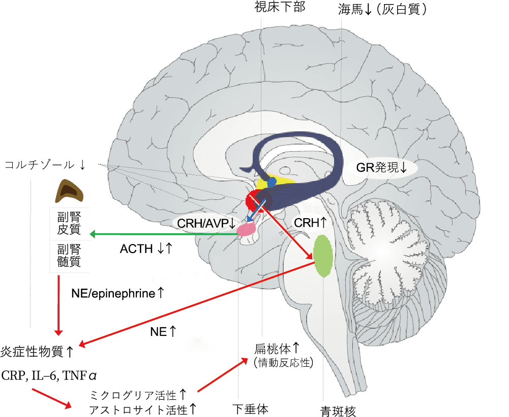 図1　ACEsがもたらす神経生物学的変異に関する概略モデル（文献4に基づき一部改編して掲載）