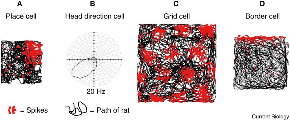 図1 ラットにおける場所細胞（A），頭部方向細胞（B），グリッド細胞（C）の反応例