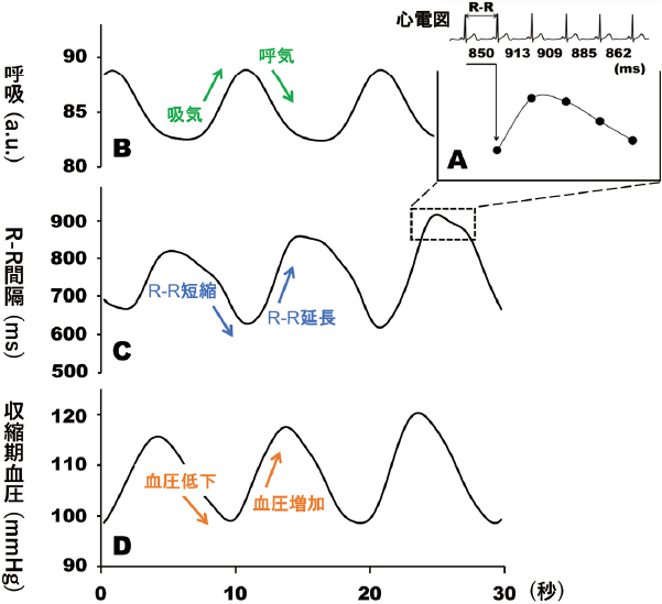 図1 共鳴周波数（6回／分）ペース呼吸の際の呼吸，心拍変動，収縮期血圧（ある実験参加者の例）