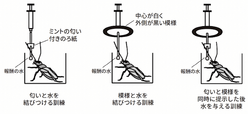 図2 コオロギの条件づけ（文献11より改変）