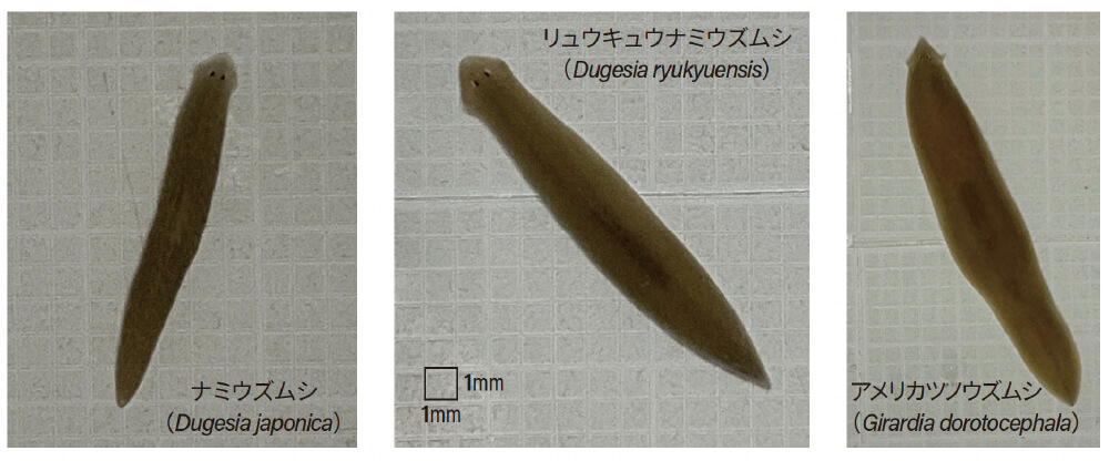 図1 筆者が維持・飼育している3種のプラナリア。ナミウズムシは都内の湧水が出る井戸で採取した。リュウキュウナミウズムシは松本緑先生（当時慶応義塾大学）からいただいた。アメリカツノウズムシはペットショップで購入した。