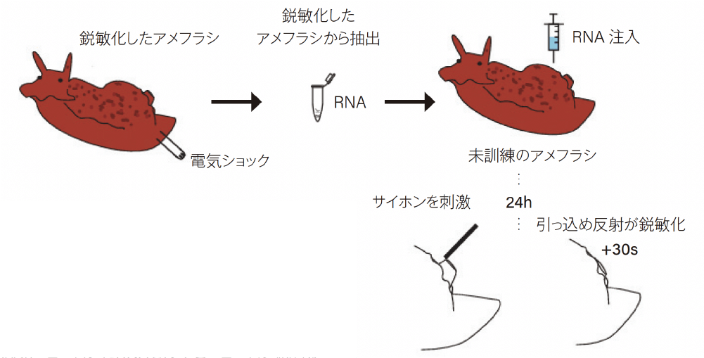 図3 尾への電気ショックの繰り返しの提示によって長期鋭敏化したアメフラシと，その個体のRNAを未訓練の個体に注入した結果，刺激に対するサイホン（水管）の引っ込め反射の持続時間が鋭敏化した図。この実験では，反射だけでなく，感覚ニューロンにRNAを浸すとニューロン応答が増加することを試験管レベルでも確かめている。