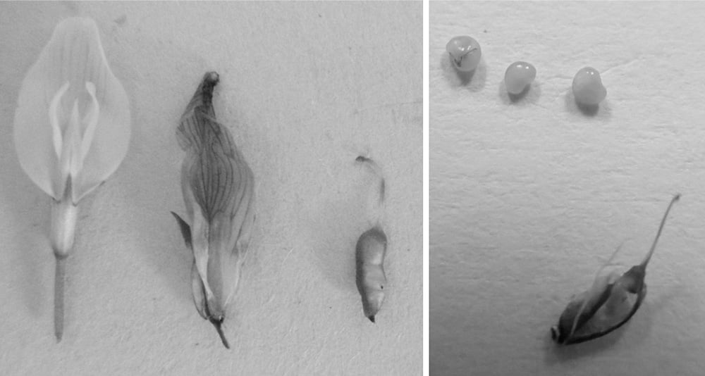 図1 シロツメクサの実,種子