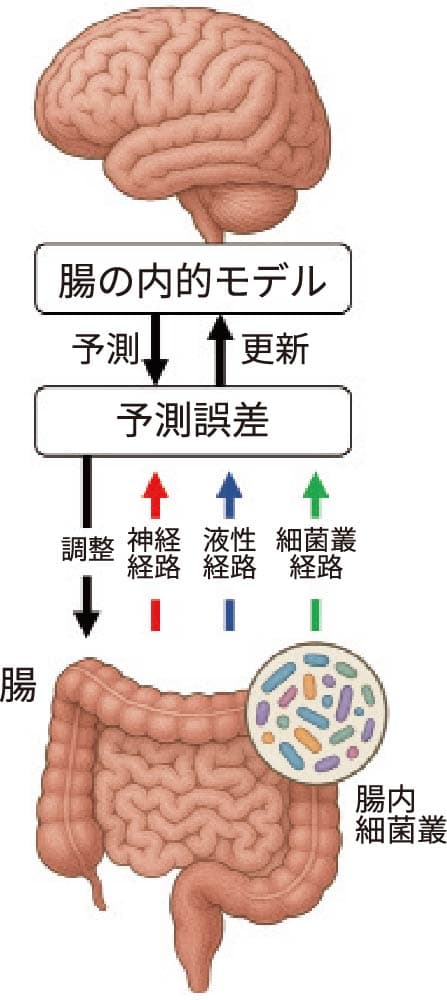 図1 予測に基づく脳腸相関