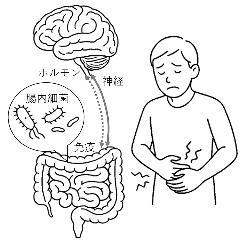 図1 過敏性腸症候群（IBS）における脳－腸－腸内細菌の相互作用