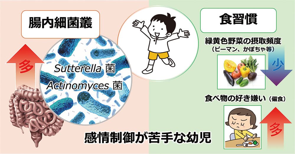 図1 幼児期の感情制御の発達リスクは腸内細菌叢と関連する