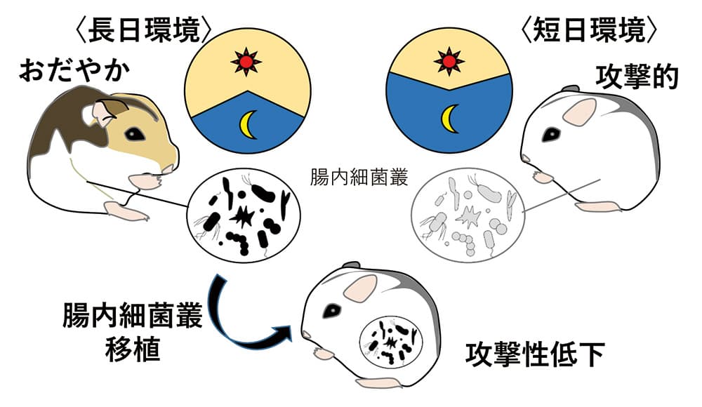 図1 長日環境と短日環境で飼育されたハムスターの腸内細菌叢と攻撃行動