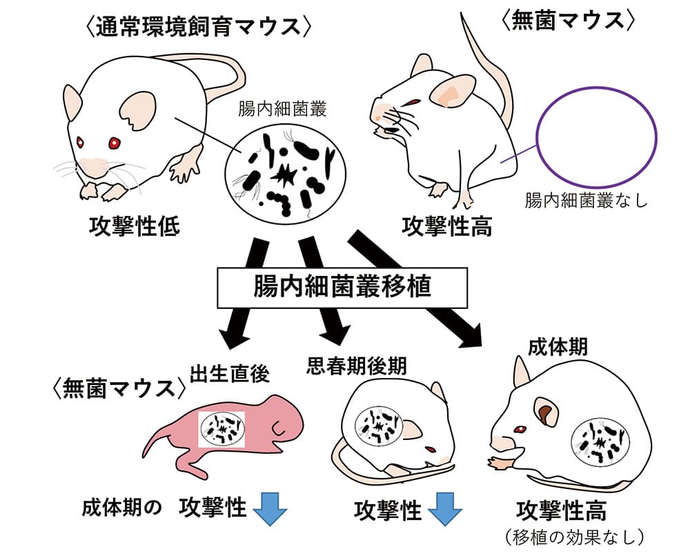 図2 無菌マウスの攻撃性と腸内細菌叢移植の効果
