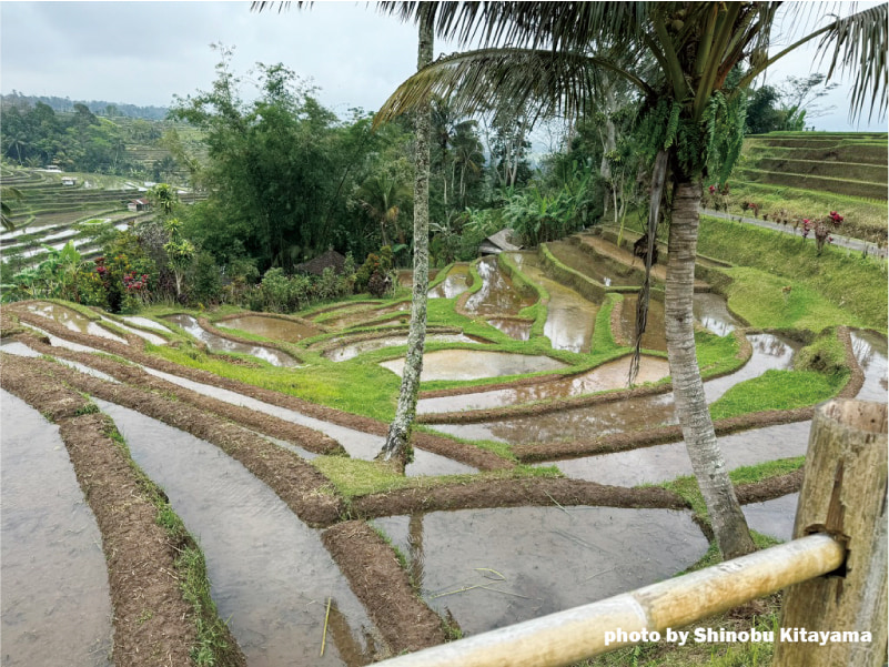 図4 稲作は，協調性と包括的認知を育む（筆者撮影）