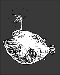 ちょうちんあんこう