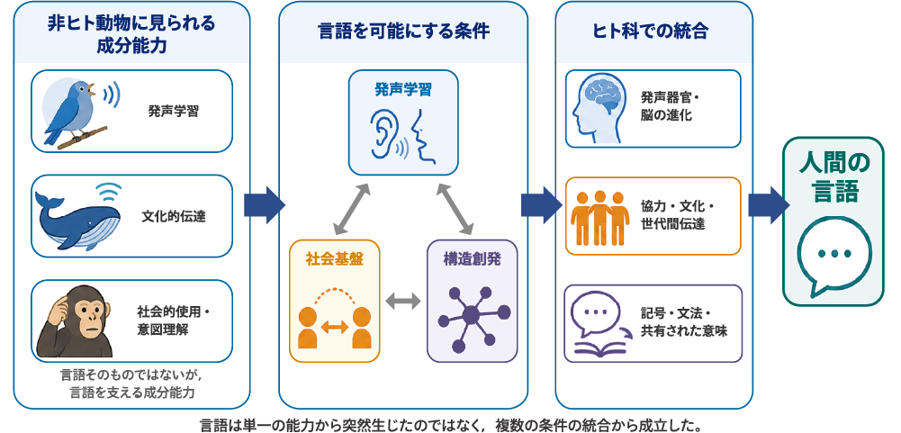 図1 言語の起源と進化の全体像（本図は生成AI（ChatGPT）を用いて作成）